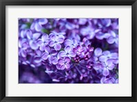 Framed Close-Up Of A Purple Lilac Tree, Arnold Arboretum, Boston