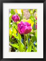 Framed Purple Tulip, Massachusetts