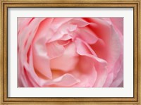 Framed Close-Up Of A Pink Pierre De Ronsard Rose