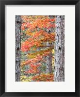 Framed Fall Pine Trees In The Forest, Michigan