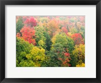 Framed Forest Above The Cut River Bridge, Michigan