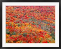 Framed Superior National Forest In Autumn