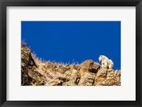 Framed Billy Mountain Goat In Glacier National Park, Montana