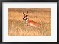 Framed Antelope Lying Down In A Grassy Field
