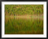 Framed Conifer Forest Reflects In Kintla Lake, Montana