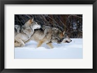 Framed Gray Wolves Running In Snow, Montana