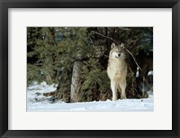 Framed Gray Wolf In Winter, Montana