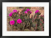 Framed Prickly Pear Cactus In Bloom, Valley Of Fire State Park, Nevada