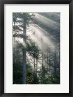 Framed Sun Rays Shining Through Foggy Pine Trees