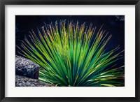 Framed Succulent On Malpais Nature Trail, New Mexico