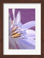 Framed Close-Up Of A Chicory Wildflower