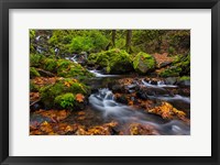 Framed Autumn Color Along Starvation Creek Falls In, Oregon