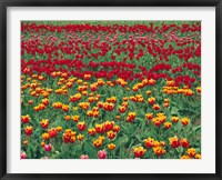 Framed Field Of Colorful Tulips In Spring, Willamette Valley, Oregon