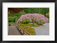 Framed Weeping Cherry Tree, Portland Japanese Garden, Oregon