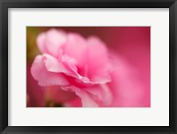 Framed Bright Pink Azalea