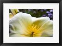 Framed Close-Up Of Poppy In Bloom