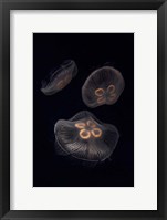 Framed Three Moon Jellyfish In Aquarium