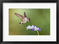 Framed Black-Chinned Hummingbird Feeding