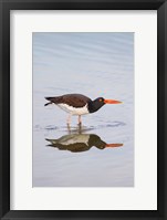 Framed American Oystercatcher Drinking