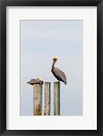 Framed Brown Pelicans Resting On Piling