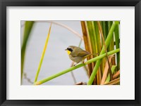 Framed Common Yellowthroat In A Freshwater Marsh Habitat