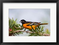 Framed Baltimore Oriole Perched