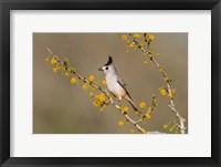 Framed Black-Crested Titmouse Perched In A Huisache Tree