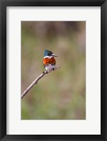 Framed Green Kingfisher On A Hunting Perch