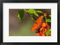 Framed Gulf Fritillary Butterfly On Flowers