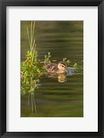 Framed Mottled Duckling In A Pond