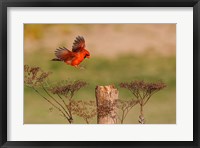 Framed Northern Cardinal Landing On A Perch