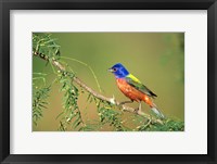 Framed Painted Bunting Perched