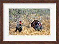 Framed Rio Grande Wild Turkeys