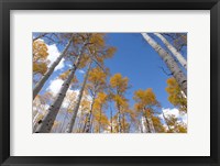 Framed Autumn Aspen Trees In The Fishlake National Forest, Utah