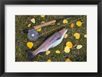 Framed Rainbow Trout And Fly Rod