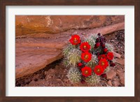 Framed Red Flowers Of A Claret Cup Cactus In Bloom