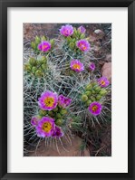 Framed Whipple's Fishhook Cactus Blooming And With Buds