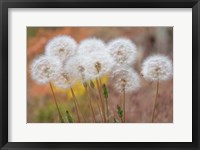 Framed Salsify Seed Heads