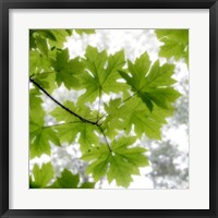 Framed Big Leaf Maples In Summer