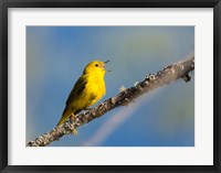 Framed Yellow Warbler Sings From A Perch