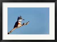 Framed Belted Kingfisher On A Perch