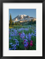 Framed Wildflowers And Mt Rainier At Mazama Ridge