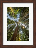Framed Tall Conifers At The  Grove Of The Patriarchs, Mt Rainier National Park