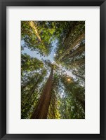 Framed Tall Conifers At The  Grove Of The Patriarchs, Mt Rainier National Park