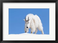 Framed Close-Up Of A Mountain Goat