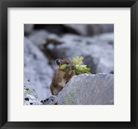 Framed American Pika Collecting Leaves