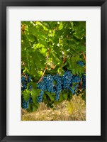 Framed Cabernet Sauvignon Grapes Near Harvest