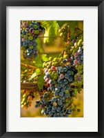 Framed Cabernet Franc Block In Harvest