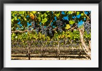 Framed Petit Verdata Block In Red Mountain At Harvest