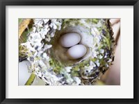 Framed Rufous Hummingbird Nest With Eggs